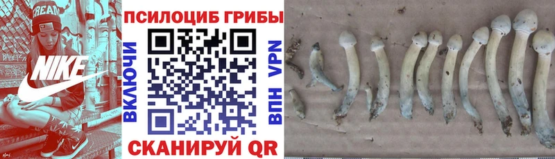 Купить где  Родники  Псилоцибиновые грибы прущие грибы 